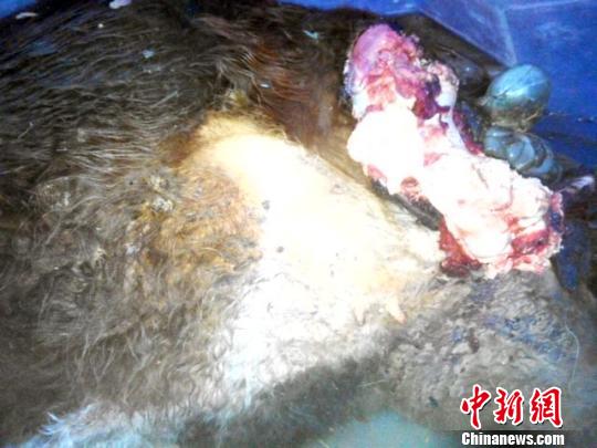 被远东豹猎食的黄牛。（舒兰林业局供图）